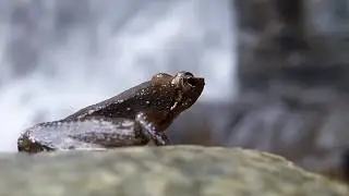 Micrixalus Kottigeharensis (Kottigehra Dancing Frog) Against a Waterfall