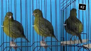 self green yellow hen 42