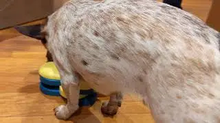 Bowie takes on Outward Hound puzzle. Another one...