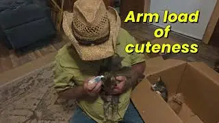 Kitten cuteness #cat #fypシ゚viral  #kittenlovers #kittens #bottlefeedingkittens #fyp #cutekittens