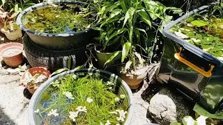 Mini backyard breeding