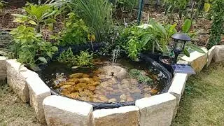 $10 solar Amazon pump kiddie pool POND hack