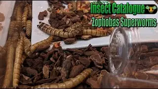 Zophobas Beetle Superworms - Wriggling Darkling Larvae (Zophobas atratus)