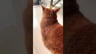 バズるといいな〜！！#ねこ #猫のいる暮らし #ねこ