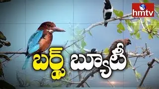 hmtv Special Report on Migratory Birds In Kumaram Bheem District