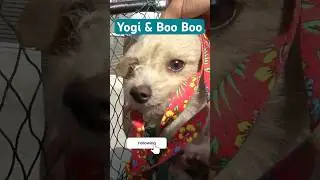 Loreta fell, her pants ripped, but she got the dogs!!! Full video: www.HopeForPaws.org #dogrescue