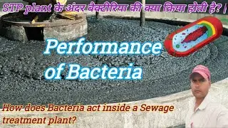 STP plant के अंदर बैक्टीरिया की क्रिया कैसी होती है| performence of bacteria in Aeration tank?|#STP 