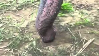 Elephant Trunk