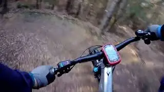 THROUGH THE TREES 2