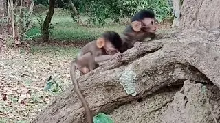 Wow how Rey and Bronco baby monkey grow up too fast like this.