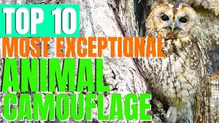 TOP 10 MOST EXCEPTIONAL CAMOUFLAGE IN THE ANIMAL KINGDOM#fascinatinganimals#camouflage#animals