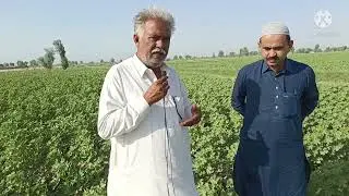 what a beauty of ss32|a best cotton variety and high potional variety,