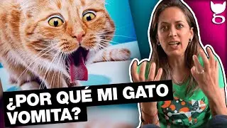 &iquest;POR QU&Eacute; MI GATO VOMITA? 🙀 LA GATER&Iacute;A TV
