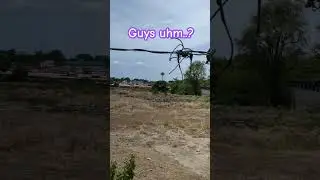 THE LEPIDODENDRON TREE IN THE PHILIPPINES!?