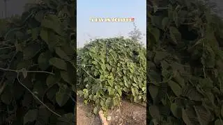 A day in Solapur🌷❤️ | mini vlog-07 | #2026 #minivlog #dayinmylife #solapur #shorts