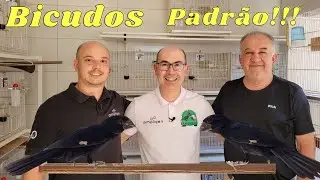 UM DOS MAIORES CRIADORES DE BICUDO DO BRASIL!!!