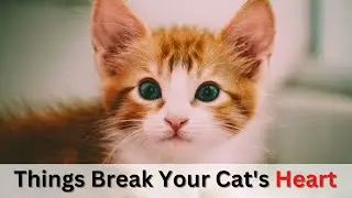 Harming Your Cat's Feelings: 16 Surprising Ways You Might Be Doing It