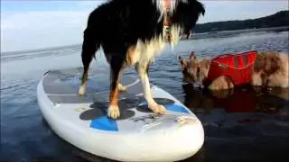 The Pup Deck SUP Traction Pad for Dogs Stand Up Paddleboard Deck Padding SUP with Your Pup!