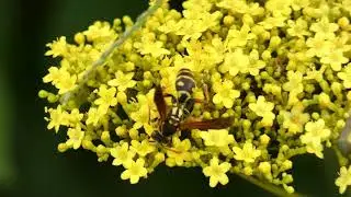 Asian Paper Wasps Visit Yellow Flowered Valerian 240fps