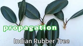 Propagation Indian Rubber Tree 2025 ESSO