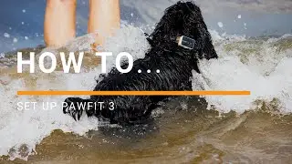КАК: настроить GPS-трекер для домашних животных Pawfit 3