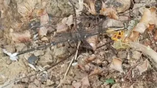 Delicate Dusky damselflies| Hard to Capture