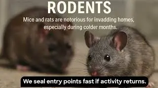 Why California&rsquo;s Rodent Bait Ban Could Make Infestations Worse: Arcadia, San Gabriel, Pasadena