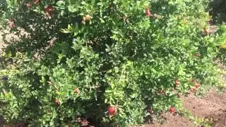 Get 5 ton pomegranate on 1st season and 15 on third year per acre.