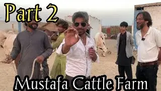 Part 2 Mustafa Cattle Farm Karachi 52 Acer   #apnashook #mustafacattlefarm #jameelmemon