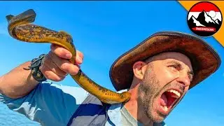 DIGIGIT oleh IKAN VAMPIRE! Merasakan Sakit dari Gigitan Ikan Berbahaya!| Brave Wilderness Indonesian