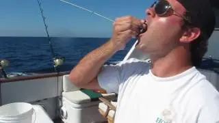 The conch pistol