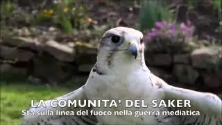 The Saker
