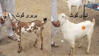 Barbari Aur Teddy Goats For Next Year Eid 2020  | Faisalabad Mandi 2020