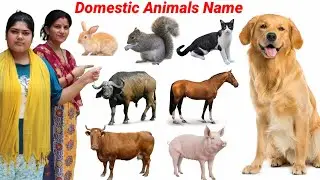 Animals Kingdom Domestic Animals Name | Animals Video Cow, Yak, Dog | Animals Sounds Effect | #cow |