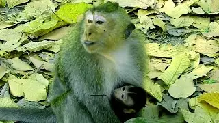 OMG! Monkey Maria & Kari Chasing Dee Dee To Bite, Right Now Dee Dee Feel Scare, Lost Mind Control,