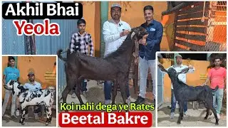 Akhil Bhai Jariwala Goat Farm Yeola ka Dhamaka Offer on Beetal Bakre Koi nahi dega aisa rates