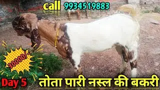 तोता पारी पाठी बिक्री के लिए || goat for sale 🐐 | call 9934519883