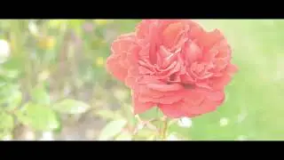 Rose Garden Point Defiance