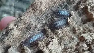 Oniscus asellus isopods
