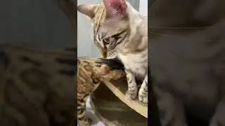 Кусь за бочок 🤭 Угадайте, почему он так сделал?