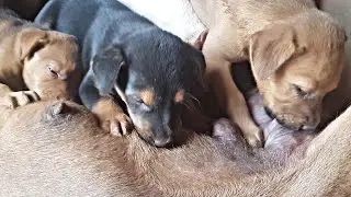 puppy look so hungry
