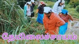 தேயிலைச்சாயம் Theyilaichayam | New Tamil Short Film | Shalom Naz Media Production