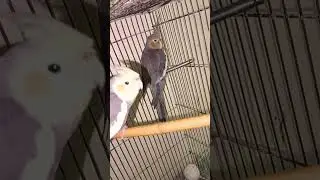 My favorite talking parrot Amazon parrot talking #parrot #funny #comedy