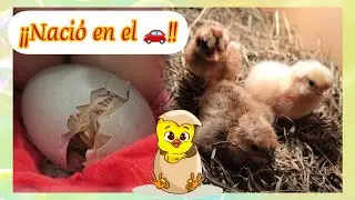 Episodio #4 ¡¡Nació en el  auto 🐣!! #eclosion #bebes #granja 