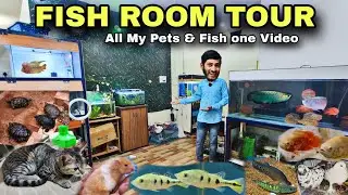 Fish Room Tour - All My Fish Tanks Turtles, Birds & Ponds - All My Pets In One video_ Full Room Tour