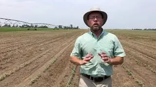 Early-season management for timely harvest