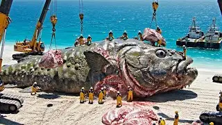The Million-Dollar Giant Stonefish Hunt – The World’s Biggest Deep-Sea Fishing Operation
