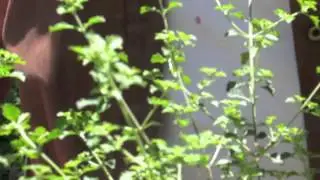 Native Mint
