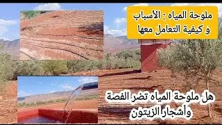 أشجار الزيتون و زراعة الفصة و ملوحة المياه : المياه المالحة و منافعها و كيفية التعامل معها