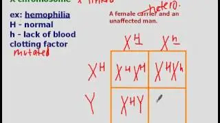 Incomplete Dominance, Codominance, and Sex-Linked